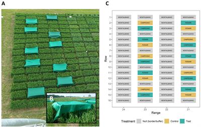 Thermal imaging can reveal variation in stay-green functionality of wheat canopies under temperate conditions